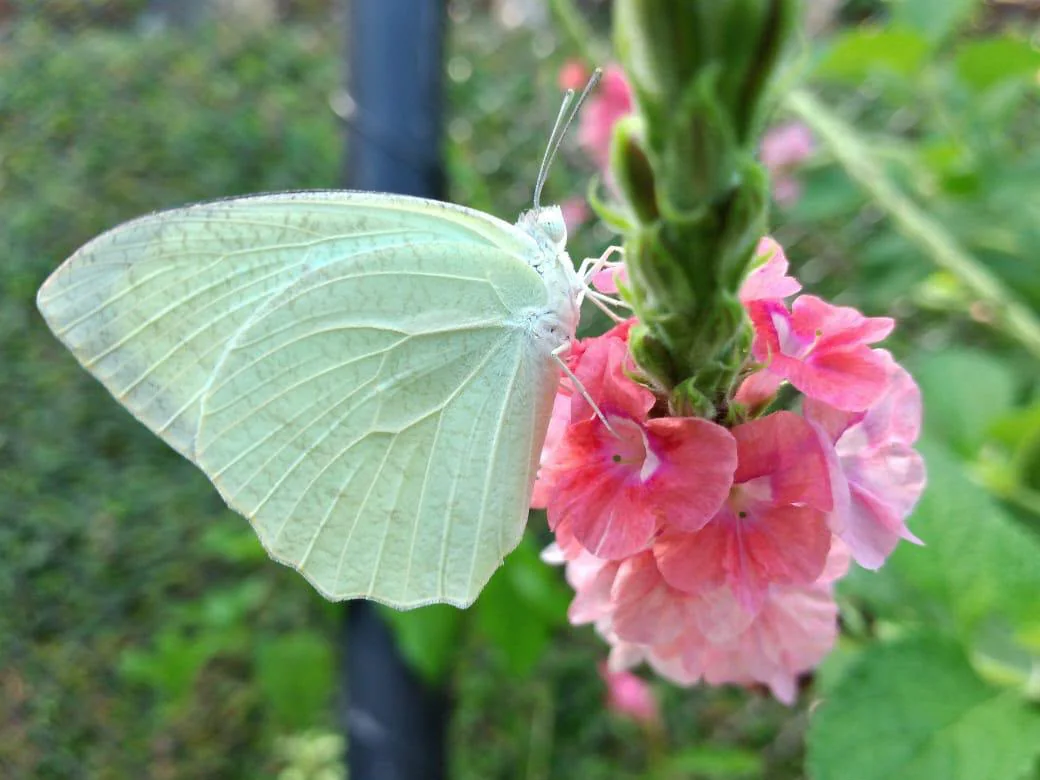 White butterfly resting on pink flowers