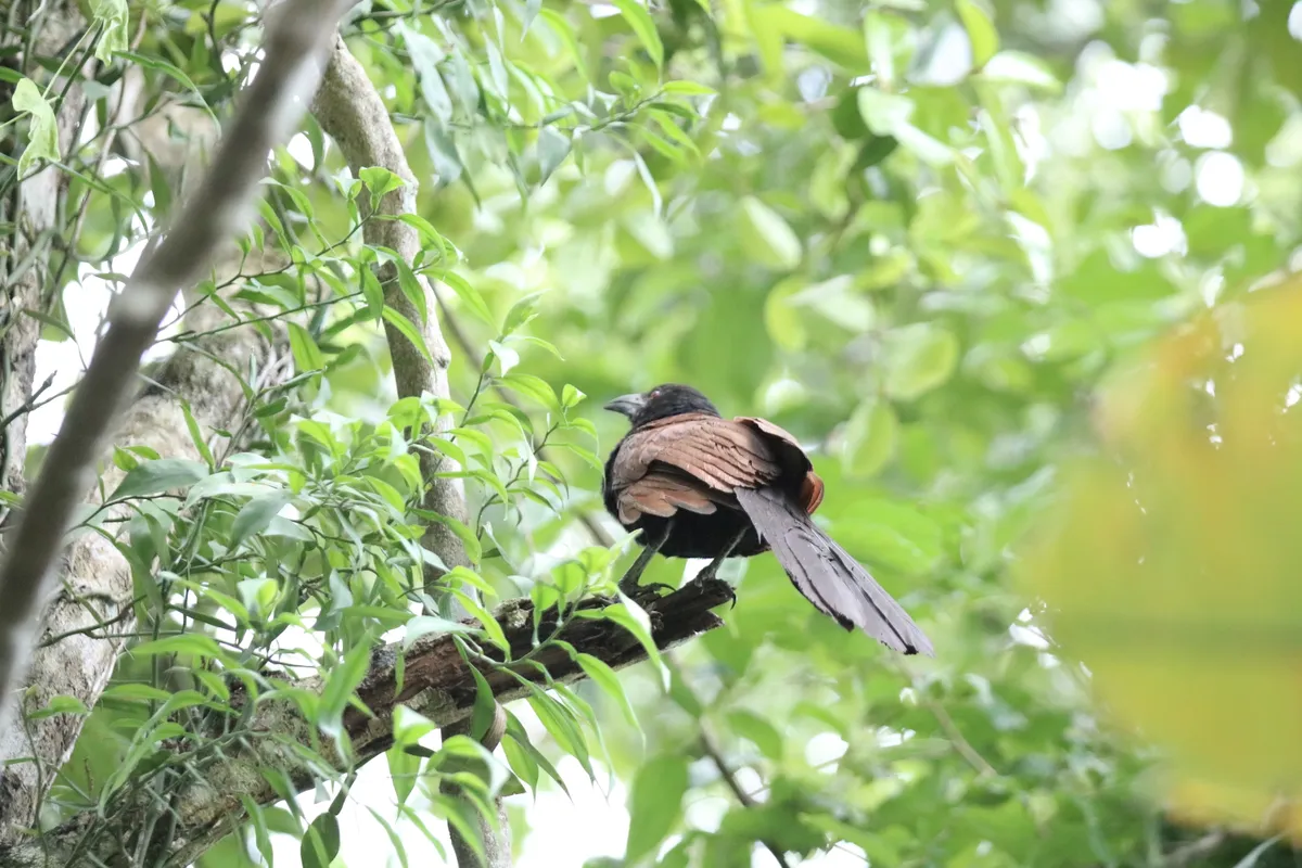 Birds - IMG_7588