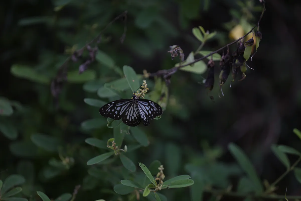 Butterflies - E18A7382
