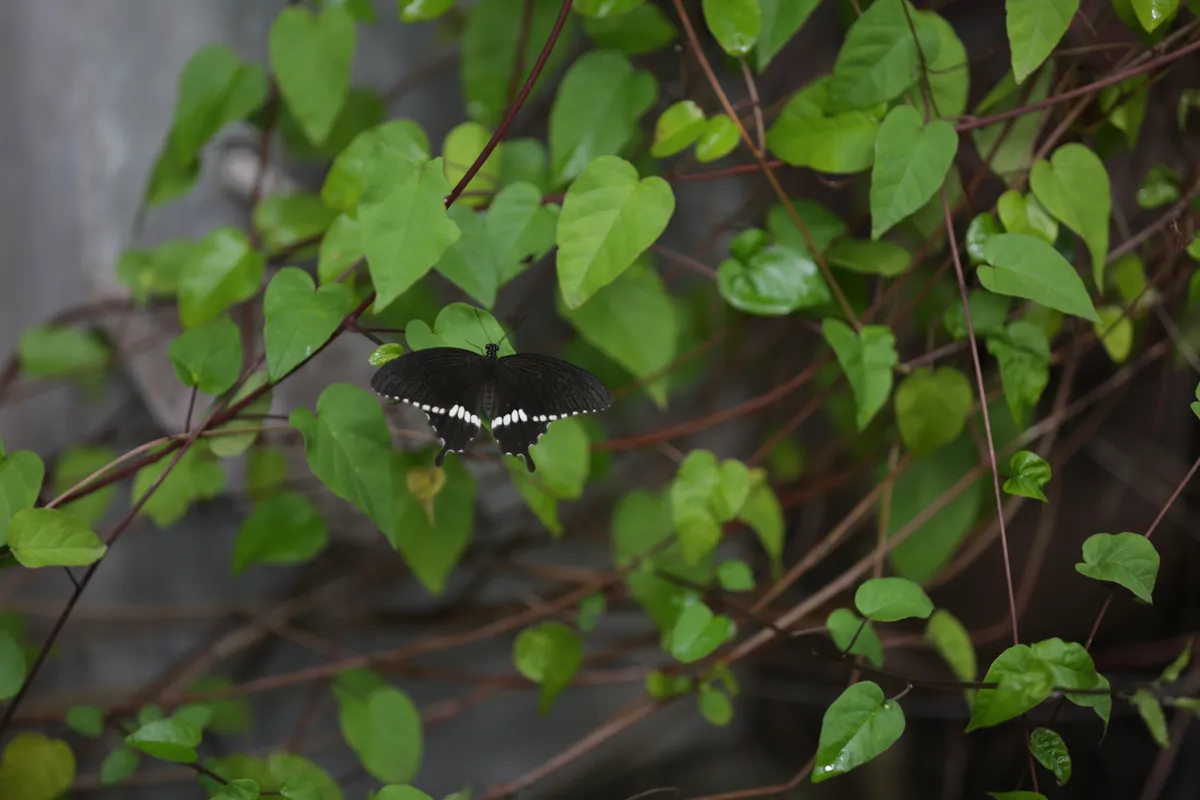 Butterflies - E18A7437