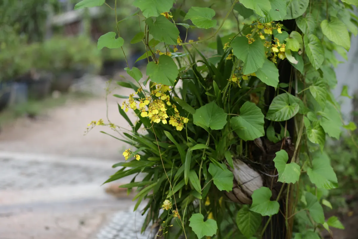 Flowers & Plants - E18A7424