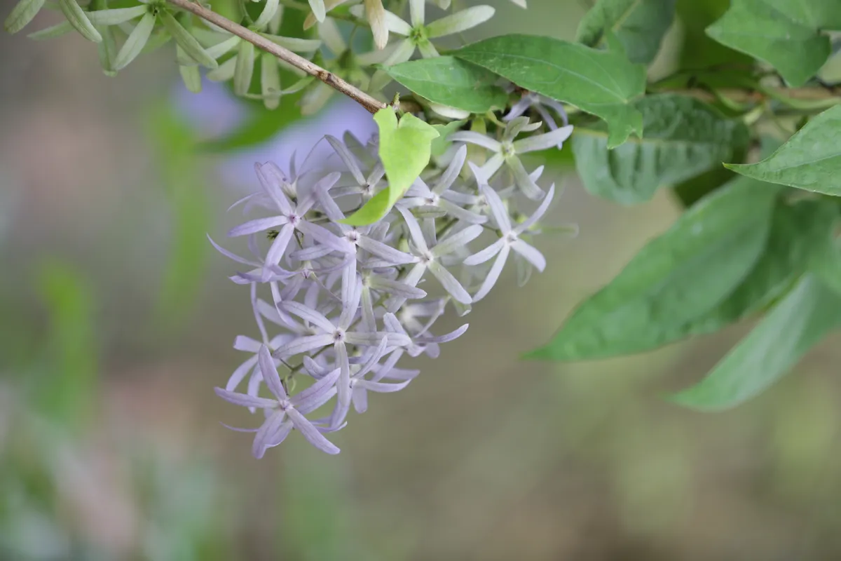 Flowers & Plants - E18A7429
