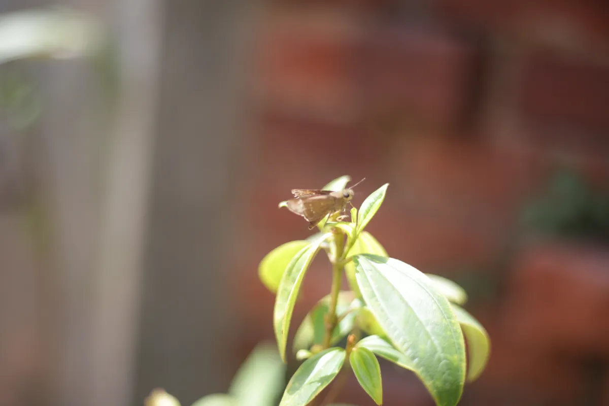 Flowers & Plants - E18A7603