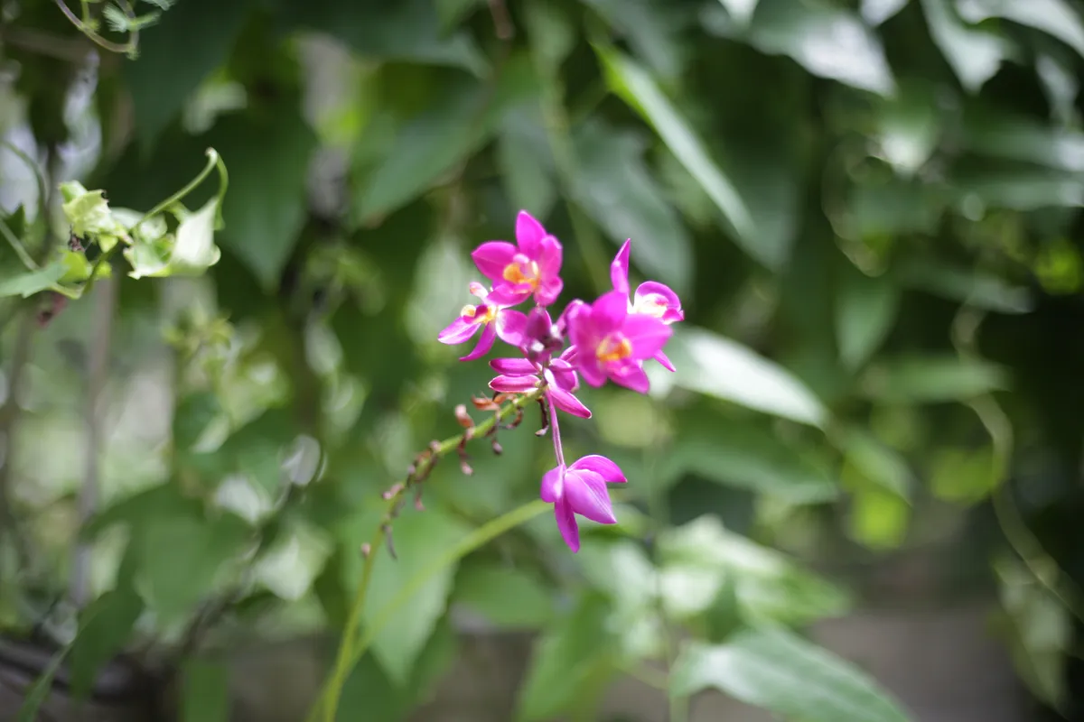 Flowers & Plants - E18A7607