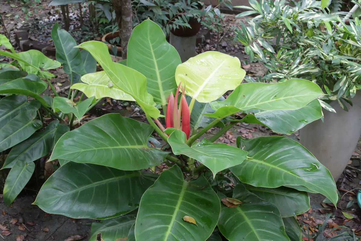 Flowers & Plants - E18A7659