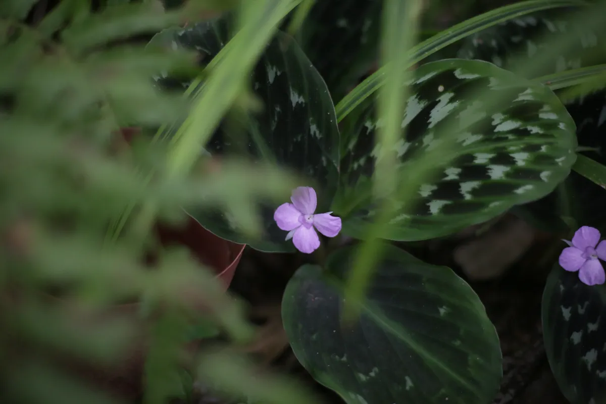 Flowers & Plants - E18A7672
