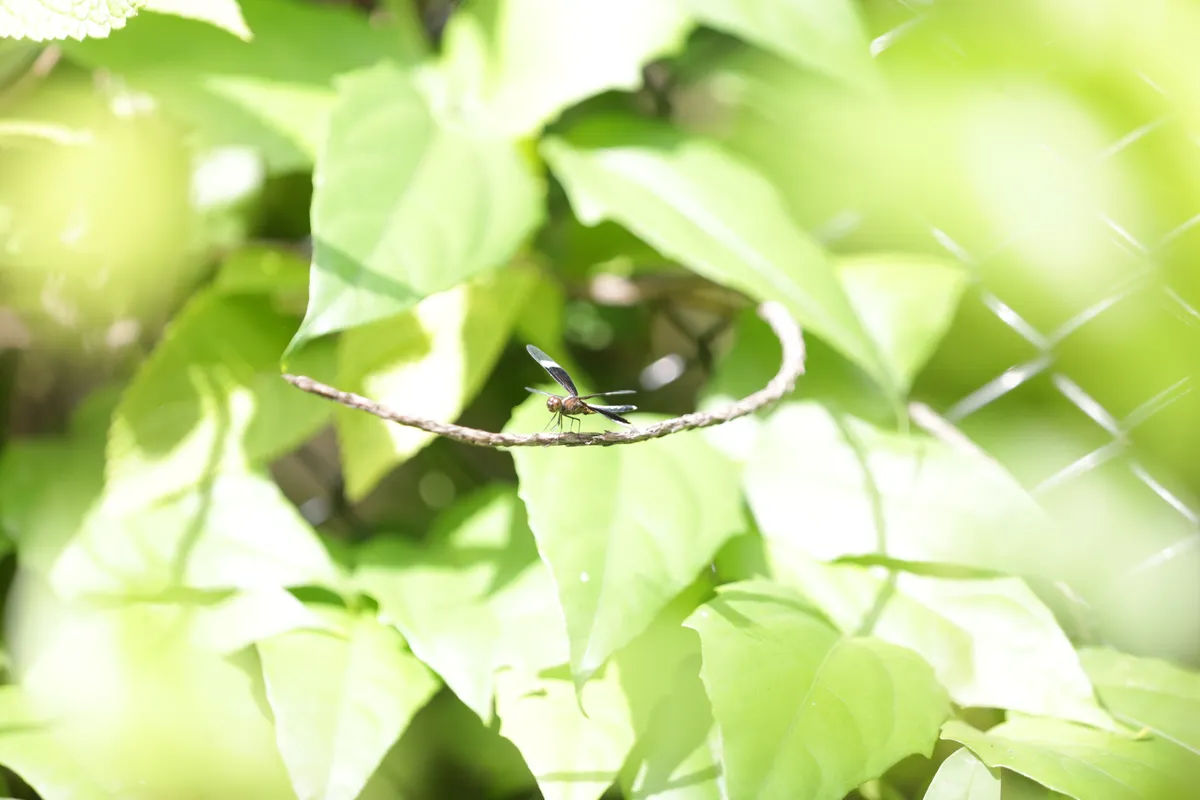 Flowers & Plants - E18A7759