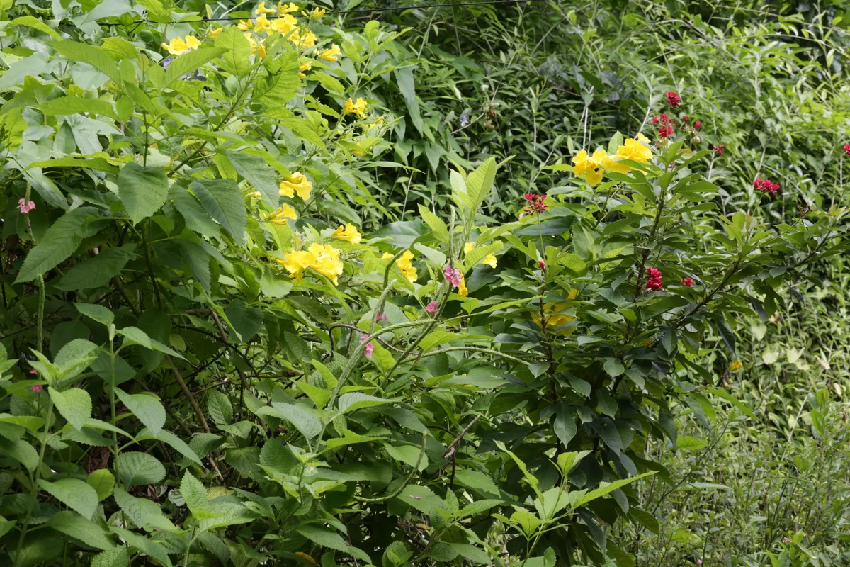 Flowers & Plants - E18A7760